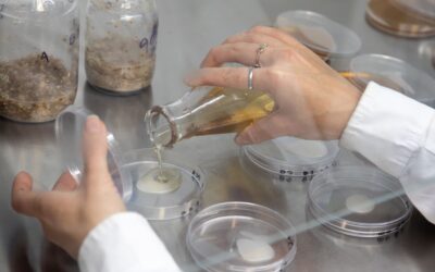 UNAHUR Investiga: Alimentos funcionales a partir del kéfir