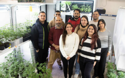 UNAHUR Investiga: Biotecnología y trabajo cooperativo para preservar cannabis medicinal