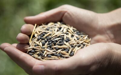 Siembra de cereales y leguminosas en el campo experimental de la UNAHUR